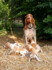Cuccioli di Bracco Italiano