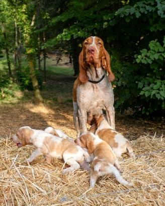 Cuccioli di Bracco Italiano