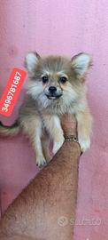 SPITZ TEDESCO PICCOLO batuffoline amorose