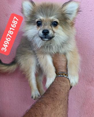 SPITZ TEDESCO PICCOLO batuffoline amorose