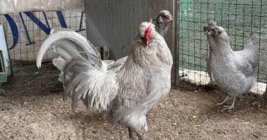 Araucana inglese