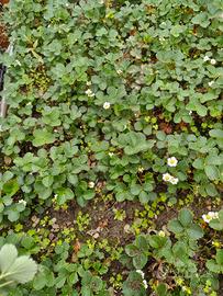 Fragole rifiorenti 
