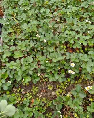 Fragole rifiorenti 