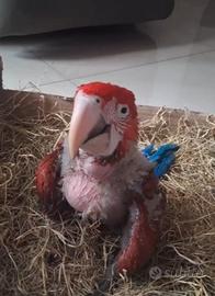 Pappagallo Ararrauna
