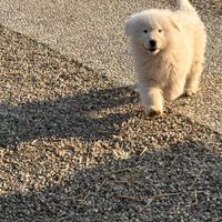 Cuccioli pastore abruzzese Maremmano