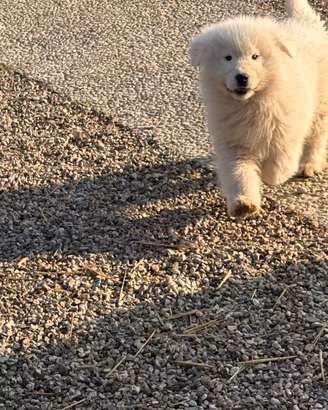 Cuccioli pastore abruzzese Maremmano