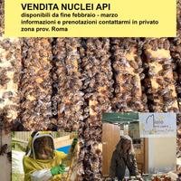 Vendita nuclei api