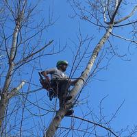 Arboricoltura - Tree Climbing