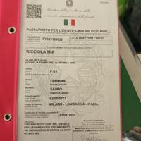 Cavallo