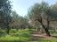 Immagine 9