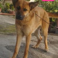 Meticcio taglia media simil pastore tedesco