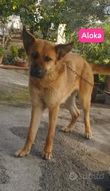 Meticcio taglia media simil pastore tedesco