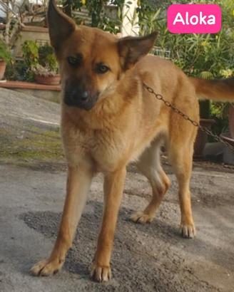 Meticcio taglia media simil pastore tedesco