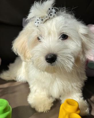 Cuccioli di Maltese