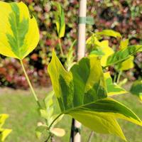 Liriodendron tulipifera “Aureomarginatum”