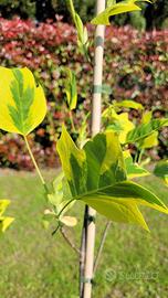Liriodendron tulipifera “Aureomarginatum”