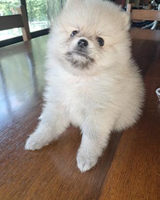 Cucciolo di Volpino di pomerania