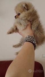 Spitz di pomerania toy
