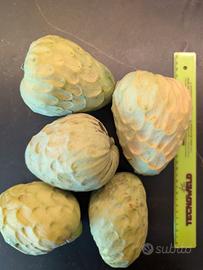 Pianta di Annona cerimola, chirimoya. Più di 1mt.