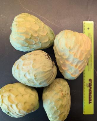 Pianta di Annona cerimola, chirimoya. Più di 1mt.