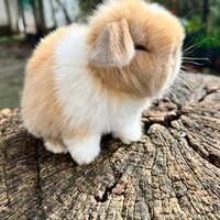 Ariete Nano Mini Lop occhi blu