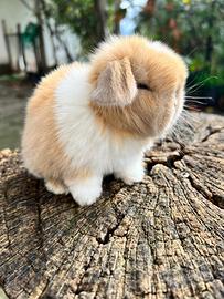 Ariete Nano Mini Lop occhi blu