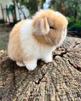 Ariete Nano Mini Lop occhi blu