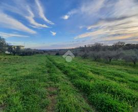 TER. AGRICOLO A VELLETRI