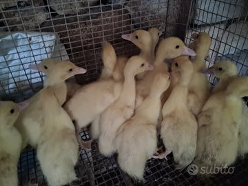 Anatre mute pulcini