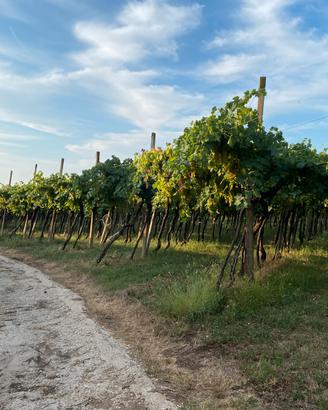 Campi di vite