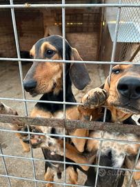 Vendita cani segugio italiani