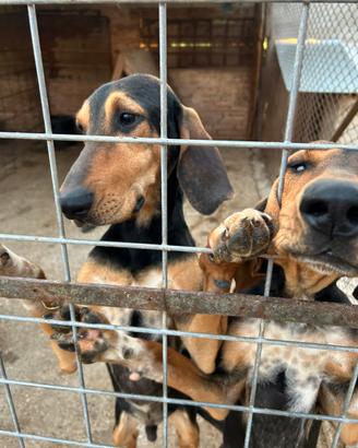Vendita cani segugio italiani
