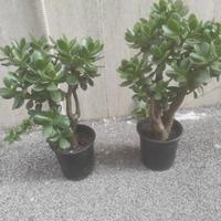 piante crassula ovata