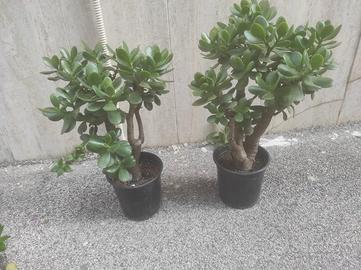 piante crassula ovata