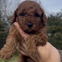 Barboncino Red Toy maschio