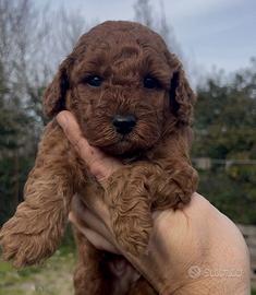 Barboncino Red Toy maschio