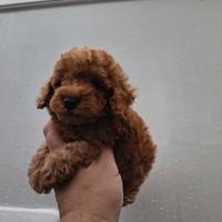 Barboncino mini toy red 2 Femmine 2 Maschi