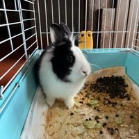 Coniglio a pelo lungo