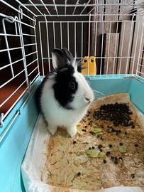 Coniglio a pelo lungo