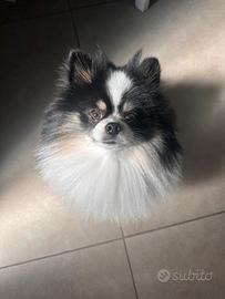 Spitz pomerania