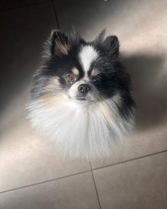 Spitz pomerania