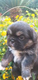 Cuccioli di pechinese