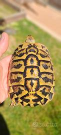 Testudo hermanny coppia sicilia