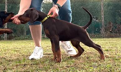 Meravigliosi cuccioli di Dobermann