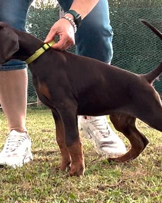 Meravigliosi cuccioli di Dobermann
