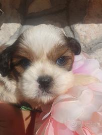 Cavalier king tricolor