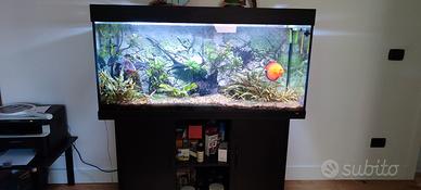 Acquario Juwel 300 litri