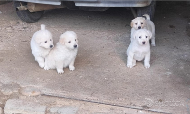 Cuccioli pastore abruzzese maremmano