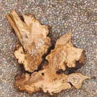 Sezioni di ulivo secolare