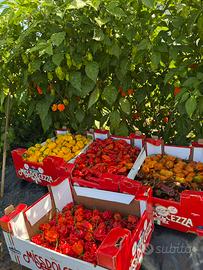 Peperoncini piccanti mix